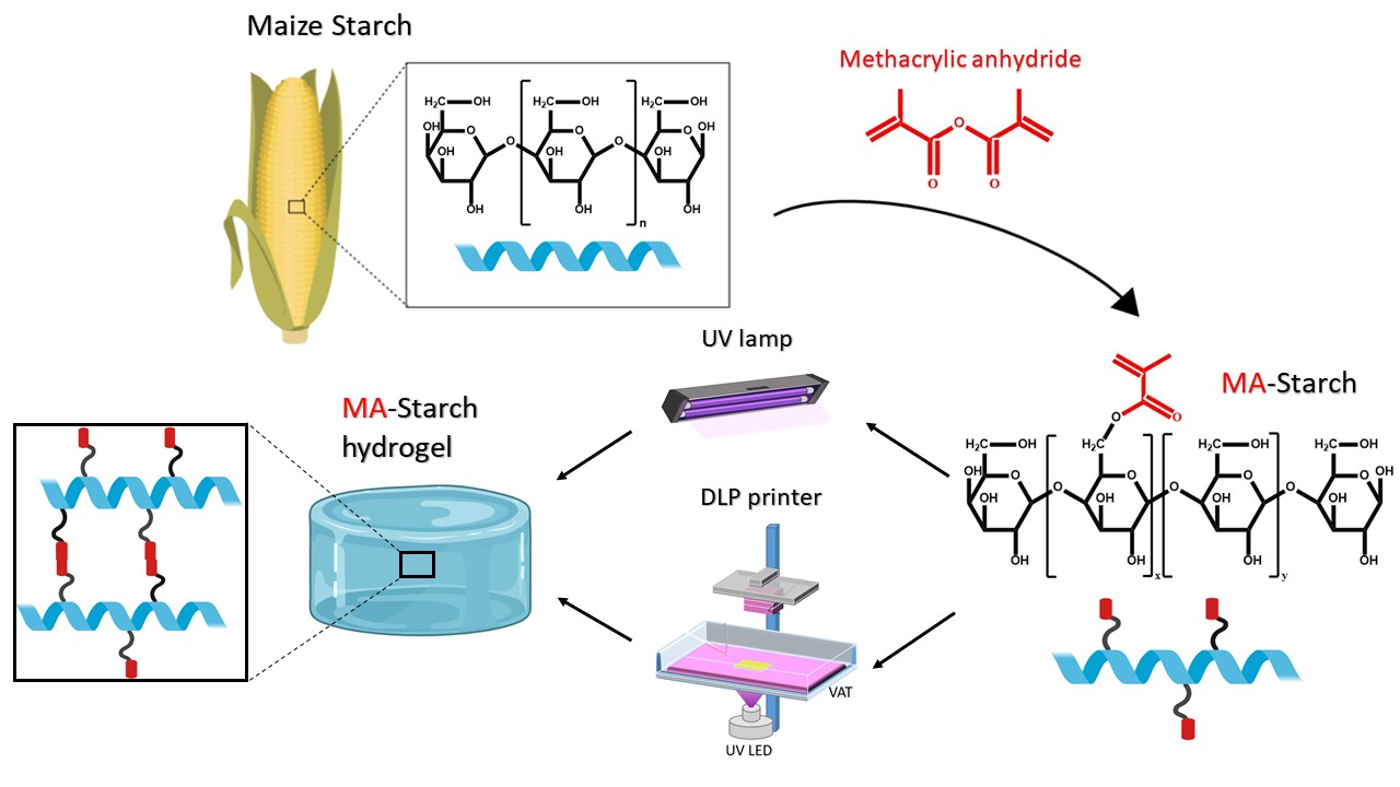 Light processable hydrogels were successfully fabricated by utilizing maize starch as raw material. To render light processability, starch was gelatinized and methacrylated by simple reaction with methacrylic anhydride. The methacrylated starch was then evaluated for its photocuring reactivity and 3D printability by digital light processing (DLP). Hydrogels with good mechanical properties and biocompatibility were obtained by direct curing from aqueous solution containing lithium phenyl-2,4,6-trimethylbenzoylphosphinate (LAP) as photo-initiator. The properties of the hydrogels were tunable by simply changing the concentration of starch in water. Photo-rheology showed that the formulations with 10 or 15 wt% starch started curing immediately and reached G’ plateau after only 60 s, while it took 90 s for the 5 wt% formulation. The properties of the photocured hydrogels were further characterized by rheology, compressive tests, and swelling experiments. Increasing the starch content from 10 to 15 wt% increased the compressive stiffness from 13 to 20 kPa. This covers the stiffness of different body tissues giving promise for the use of the hydrogels in tissue engineering applications. Good cell viability with human fibroblast cells was confirmed for all three starch hydrogel formulations indicating no negative effects from the methacrylation or photo-crosslinking reaction. Finally, the light processability of methacrylated starch by digital light processing (DLP) 3D printing directly from aqueous solution was successfully demonstrated. Altogether the results are promising for future application of the hydrogels in tissue engineering and as cell carriers